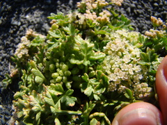 Apium prostratum filiforme