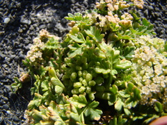 Apium prostratum filiforme
