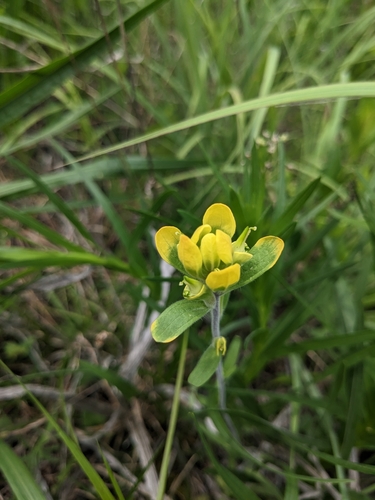 Image of Castilleja kraliana by (c) Alaina Krakowiak, some rights reserved (CC BY)