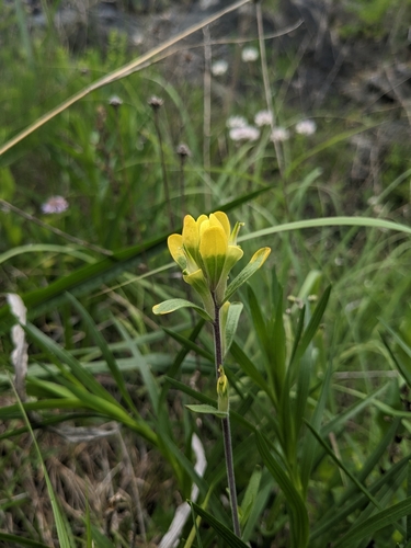 Image of Castilleja kraliana by (c) Alaina Krakowiak, some rights reserved (CC BY)
