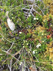 Gaultheria parvula