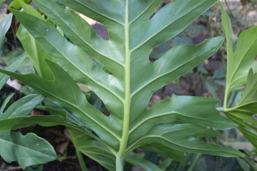 Philodendron radiatum