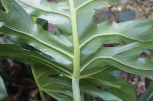 Philodendron radiatum