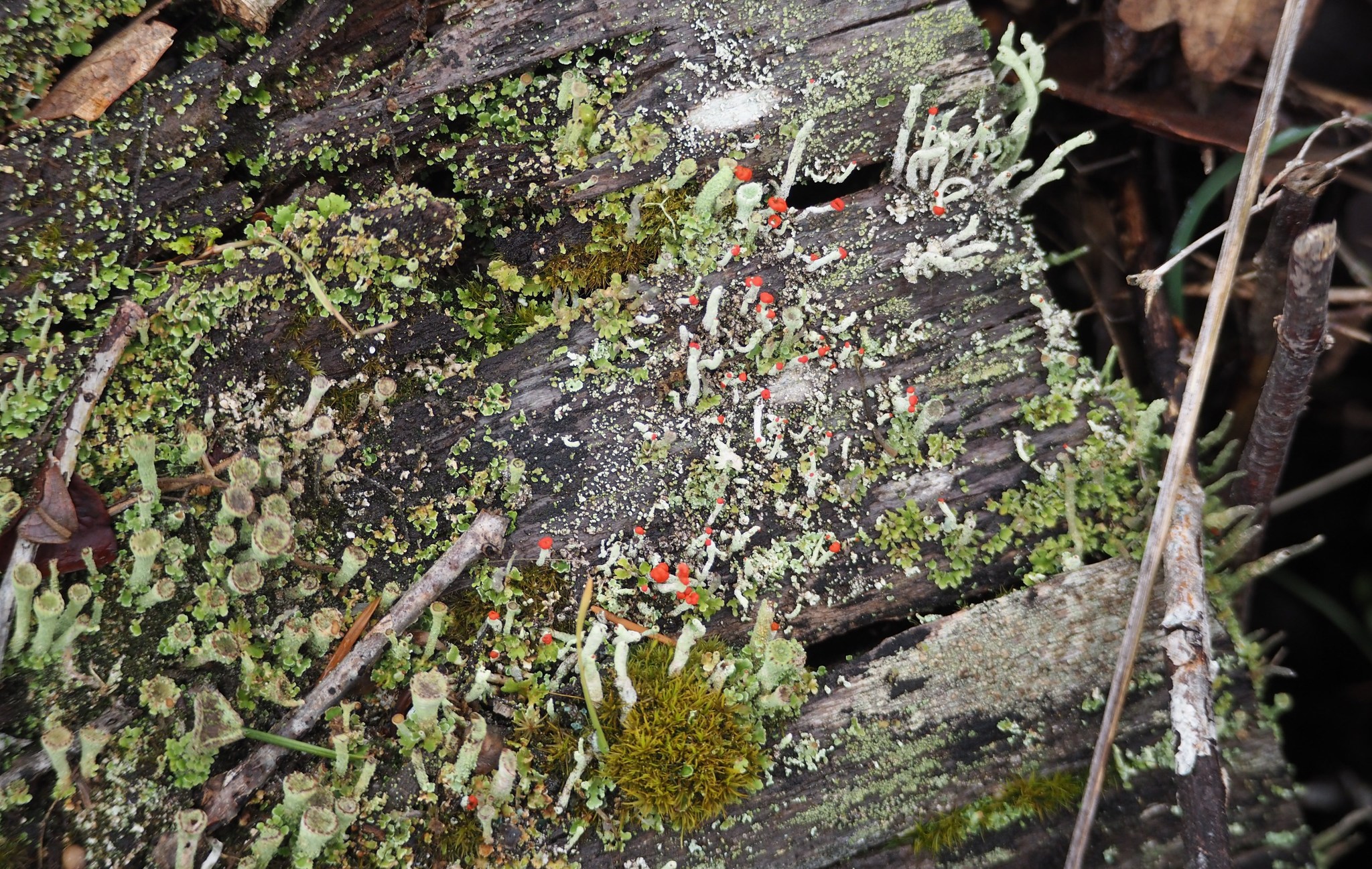 Cladonia asahinae image