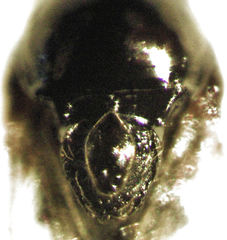 Leptopilina heterotoma