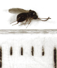 Leptopilina heterotoma