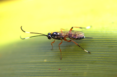 Glabridorsum stokesii