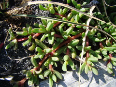 Disphyma australe australe