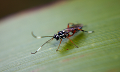 Glabridorsum stokesii