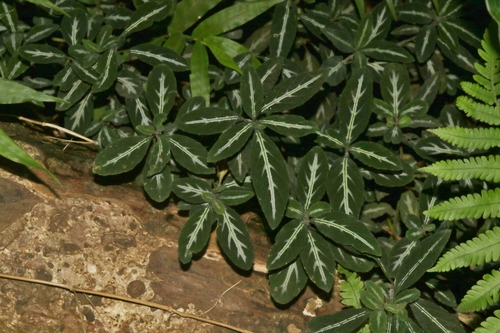 Ruellia makoyana, 2018-09-18
