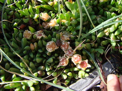 Disphyma australe australe