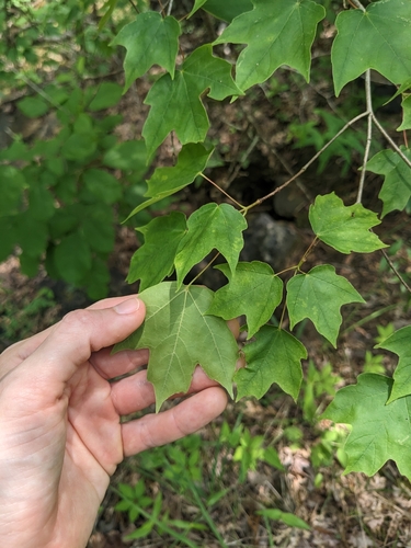 Image of Acer leucoderme by (c) Alaina Krakowiak, some rights reserved (CC BY)