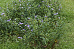 Achetaria azurea