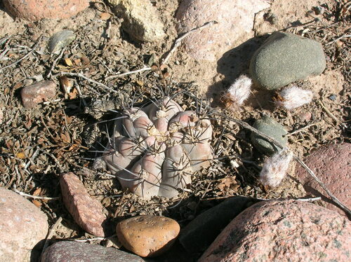 Eriosyce villicumensis