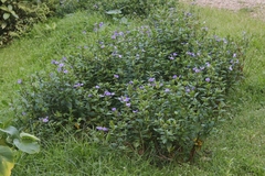 Achetaria azurea