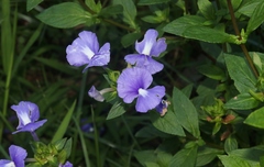 Achetaria azurea