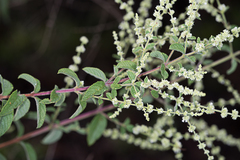 Asterohyptis stellulata