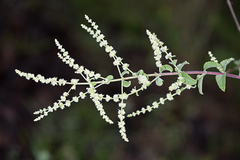 Asterohyptis stellulata