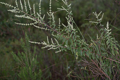 Asterohyptis stellulata