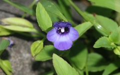Torenia asiatica