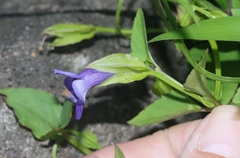 Torenia asiatica