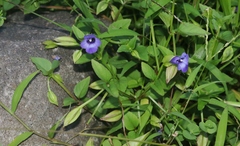 Torenia asiatica