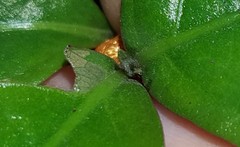 Siproeta epaphus trayja