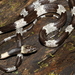 費氏狼齒蛇 - Photo 由 jeffweinell 所上傳的 (c) jeffweinell，保留部份權利CC BY-NC