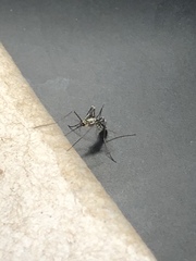 Aedes triseriatus