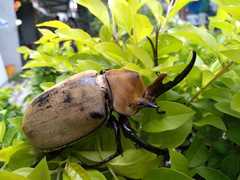 Escarabajo Elefante - Photo (c) biocuco, algunos derechos reservados (CC BY-NC), subido por biocuco