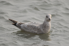 Larus argentatus vegae