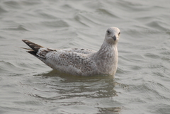 Larus argentatus vegae