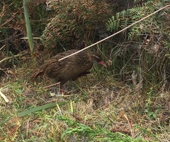 Gallirallus australis hectori