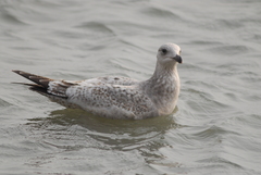 Larus argentatus vegae