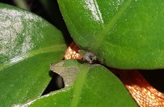 Siproeta epaphus trayja