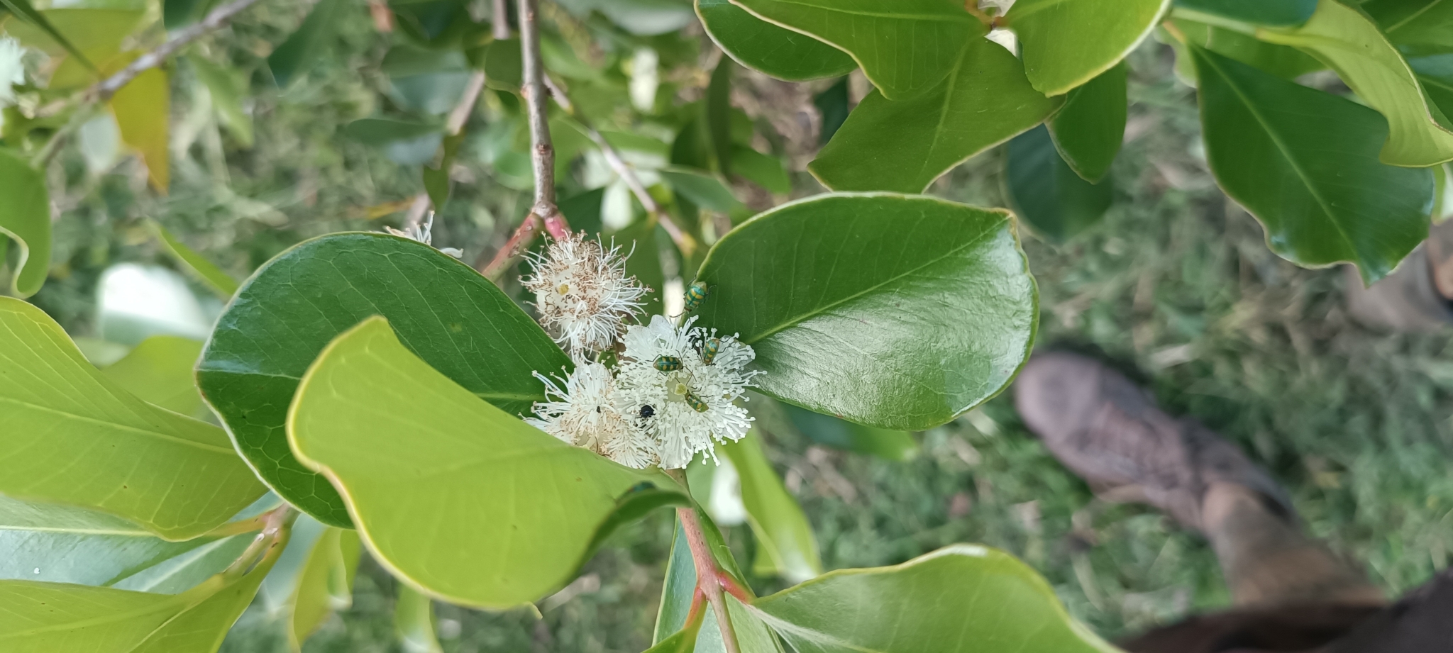 Psidium cattleianum