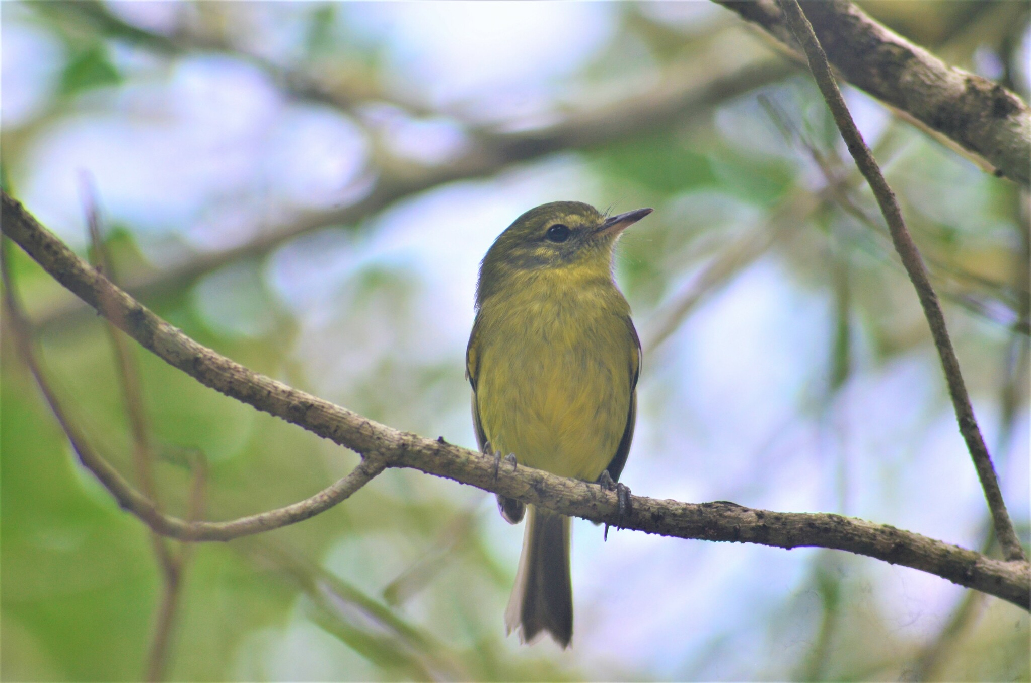 Restinga Tyrannulet (Phylloscartes kronei), photo 2