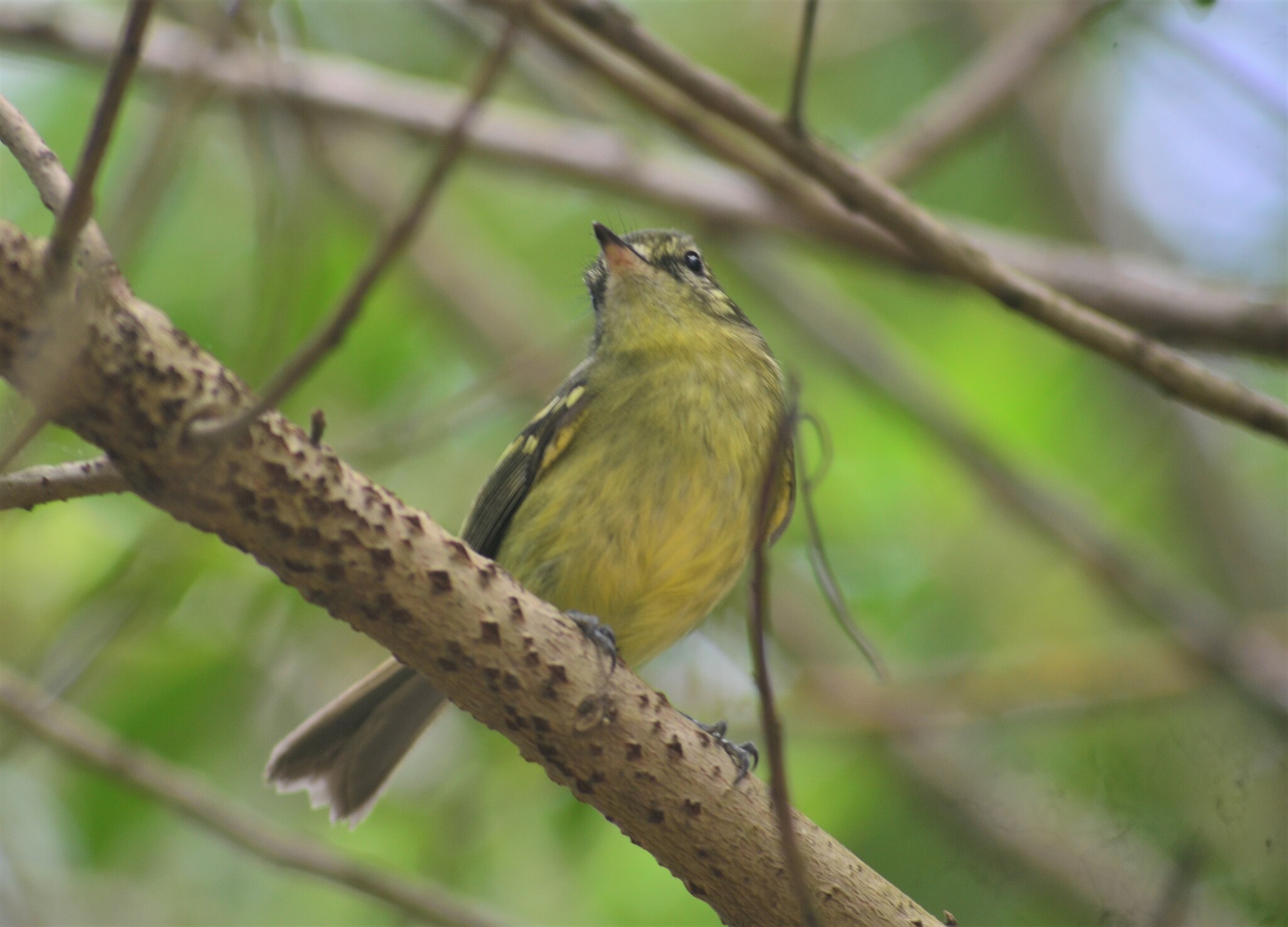 Restinga Tyrannulet (Phylloscartes kronei), photo 3