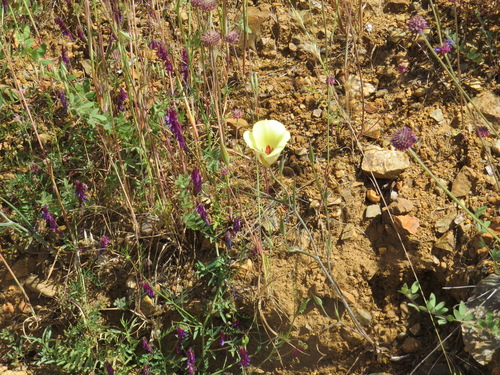 Image of Calochortus simulans by (c) Garth Harwood, some rights reserved (CC BY)