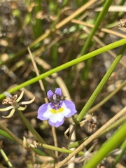 Downingia bicornuta var. picta