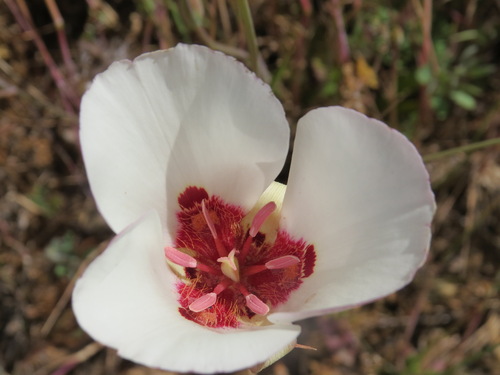 Image of Calochortus simulans by (c) Garth Harwood, some rights reserved (CC BY)