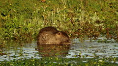 Myocastor coypus