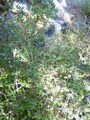 Coprosma propinqua propinqua