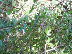 Coprosma propinqua propinqua