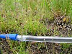 Muhlenbergia filiformis
