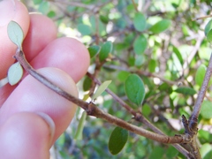 Coprosma propinqua propinqua