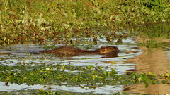 Myocastor coypus