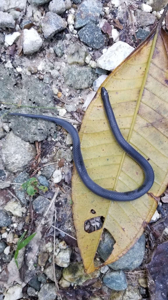 Sallae's Earth Snake