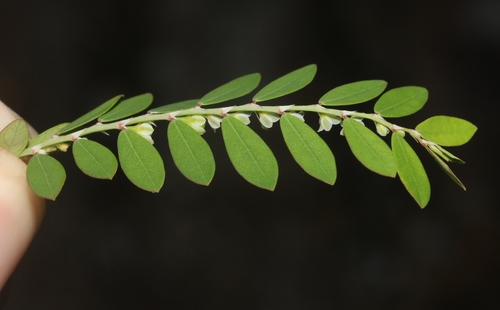 Phyllanthus debilis
