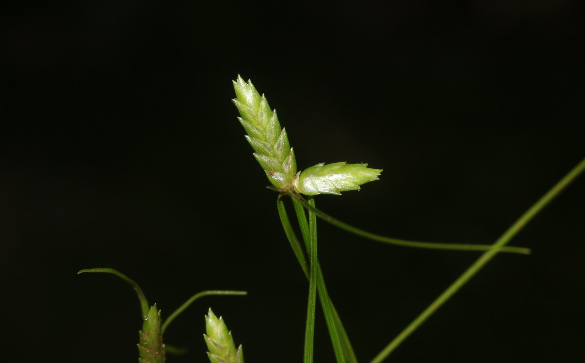 Cyperus gracilis